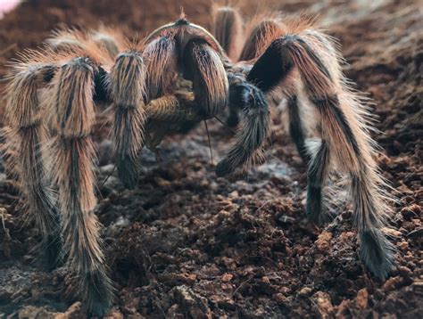 Giant Spiders Eating People