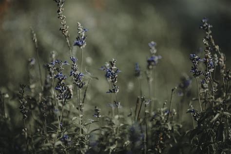 Lavender Flower Field · Free Stock Photo