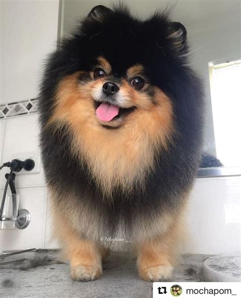 Pomeranian Yeontan ~ Kenali Anjing Mini Pomeranian Seperti Yeontan! | komoiyo