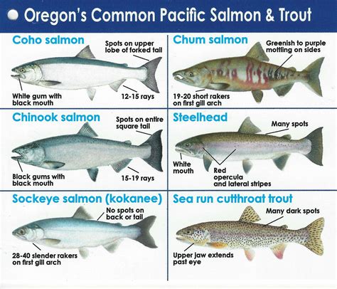 Oregon Salmon | Salem NW Steelheaders