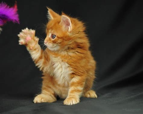 Maine Coon Kittens Adoption or Buy From A Breeder? | Mainecoon Co