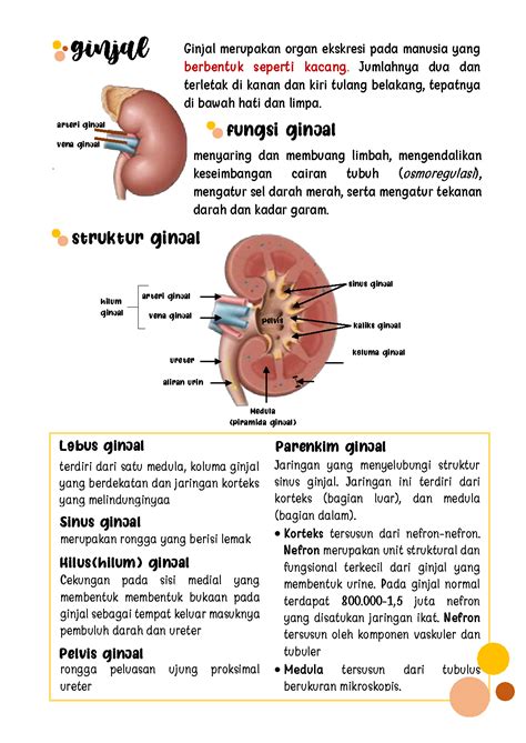 SOLUTION: catatan biologi sistem ekskresi pada manusia - Studypool