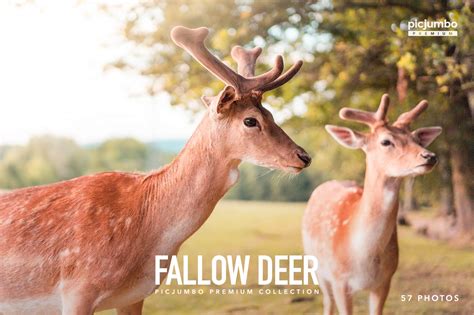 Fallow Deer Free Stock Photo | picjumbo