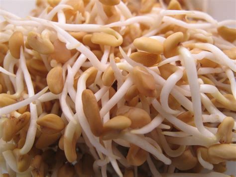 adzuki bean sprouts