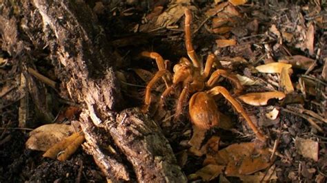 Goliath Bird Eating Spider Eating Chicken