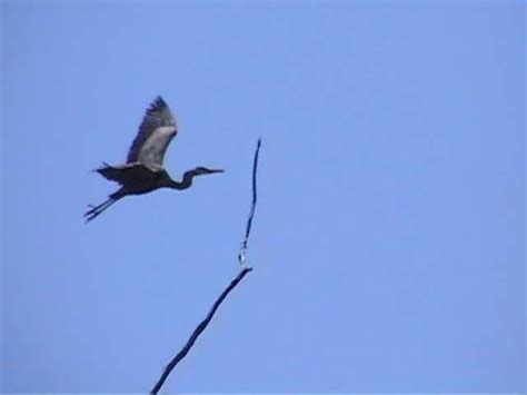 Great Blue Heron Nesting Pictures Movie