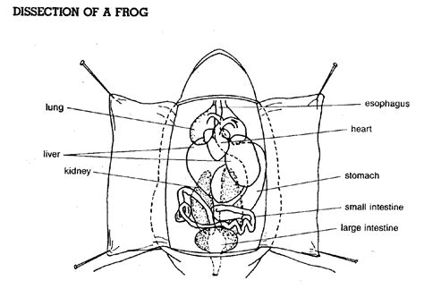 Frog Internal Anatomy Worksheet Answers - Worksheets For Kindergarten