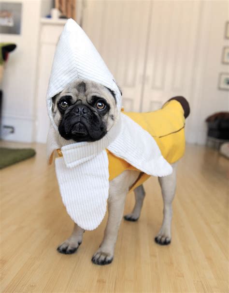 Dog Halloween Costumes 17 Crazy Pug Pics