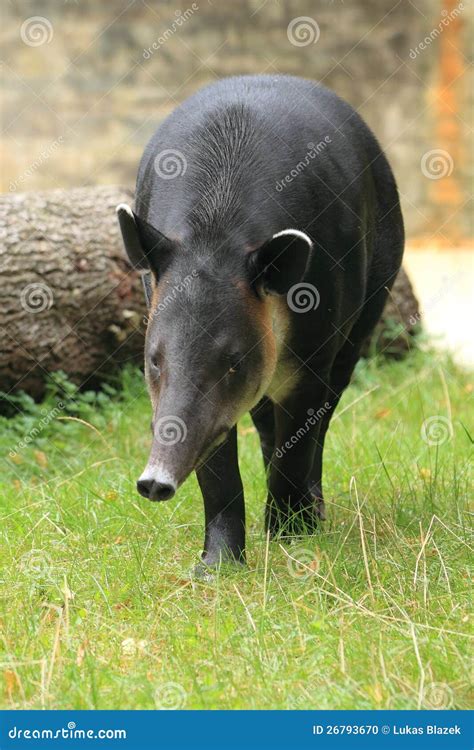 Baird s tapir stock photo. Image of strolling, baird - 26793670