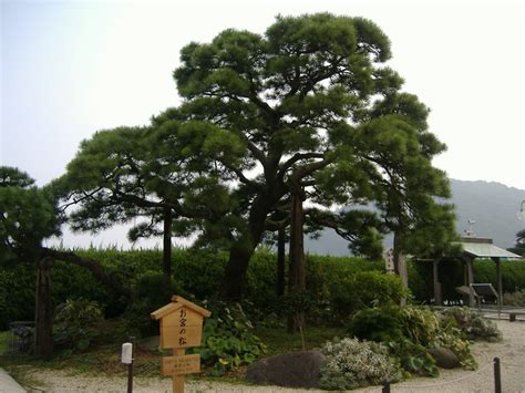 Pine Trees: Meanings and Culture of the Great Evergreen - Owlcation