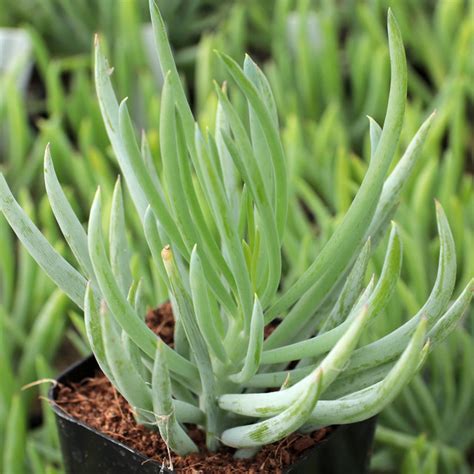 Senecio for sale online | Mountain Crest Gardens®