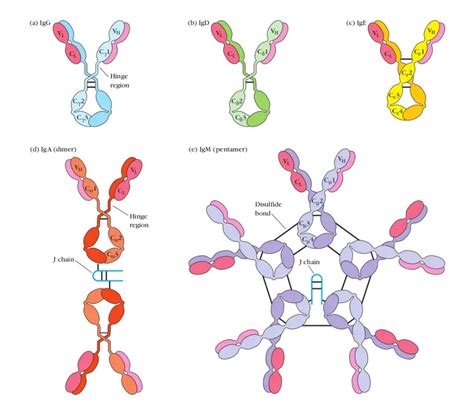 Immunoglobulins (Antibodies) Structure and Classes • Microbe Online