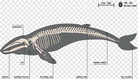 Latest Addition to Classroom - Blue Whale Skeleton | My Dinosaurs