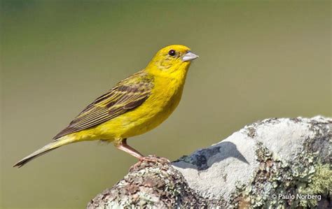 Stripe-tailed Yellow-Finch (Sicalis citrina) - Peru Aves