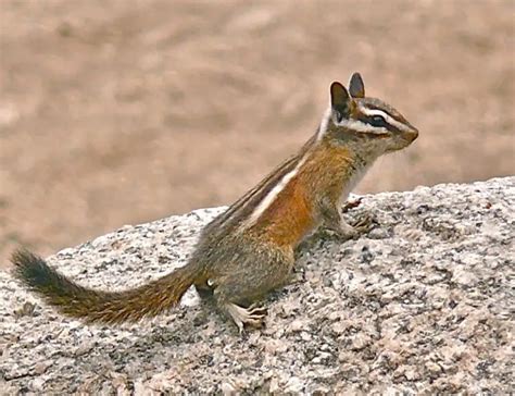 20 Types of Chipmunks: Species, Identification, and Photos