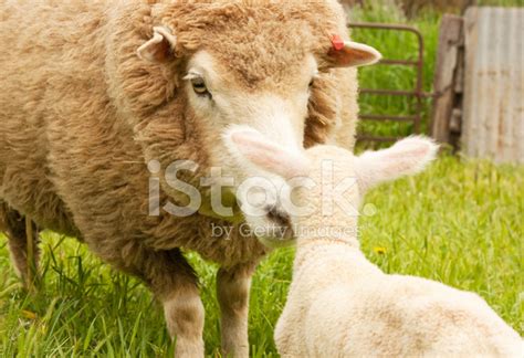 Ewe And Lamb Stock Photo | Royalty-Free | FreeImages