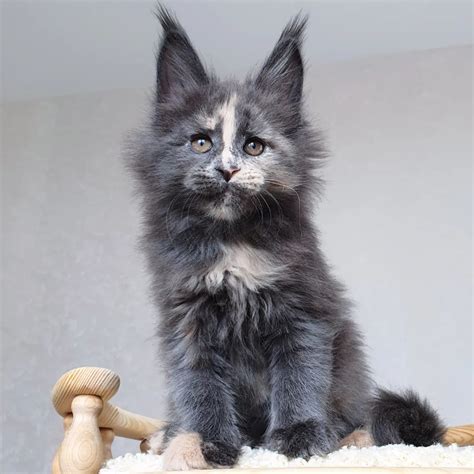 Blue Maine coon kittens for sale $450 - Maine Coon Kittens