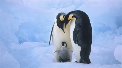 🔥 [50+] Penguin Family Wallpapers | WallpaperSafari