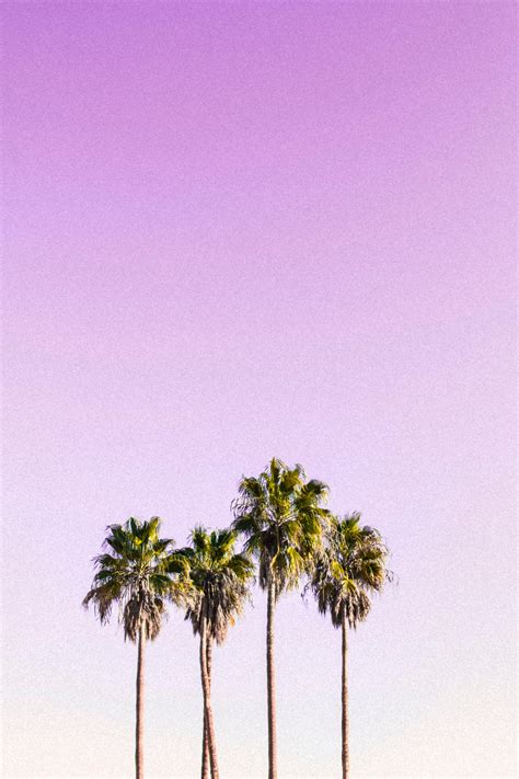 Aesthetic Palm Tree Phone Wallpapers - Top Free Aesthetic Palm Tree Phone Backgrounds ...