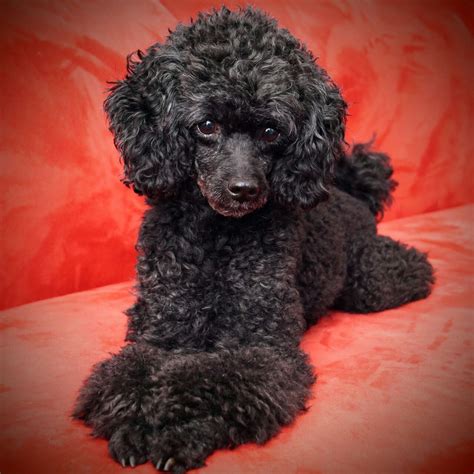 Black Toy Poodle Haircuts