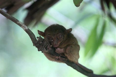 Tarsier Monkey: Profile, Description, Species, Habitat, Facts ...