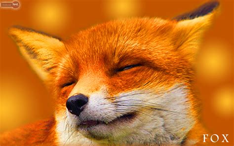 Fox Wallpapers - Animal Spot