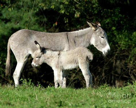 Mama Donkey And Baby Photograph by Deborah Smith