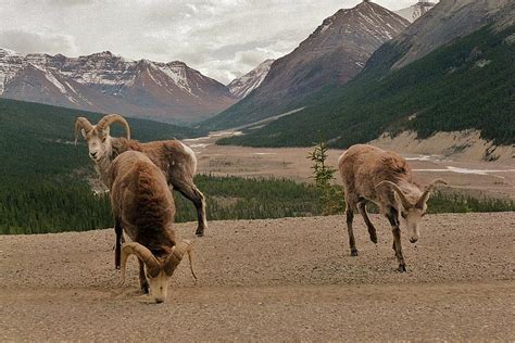 Dahl Sheep Photograph by Linda Cearley - Fine Art America