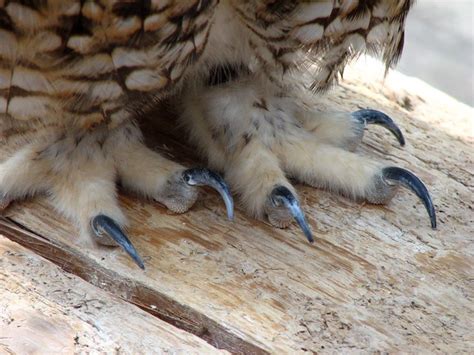 Owl talons | Flickr - Photo Sharing!