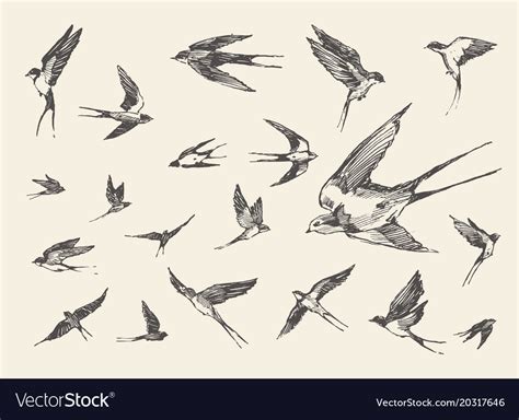 Flying Swallow Bird Drawing