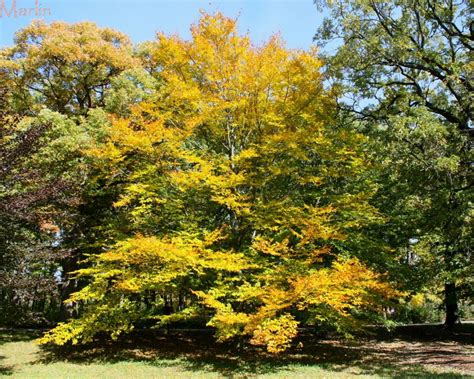 American Beech Tree - Fagus grandifolia - North American Insects & Spiders