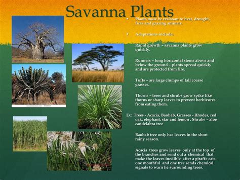 The Savanna Biome Plants