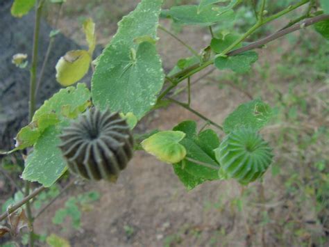 Abutilon indicum - Alchetron, The Free Social Encyclopedia