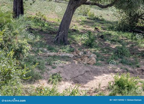 Pride of Lions Sleeping Under a Tree Stock Photo - Image of dangerous ...