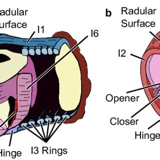 Cutaway views of a) Aplysia buccal mass anatomy located in the animal... | Download Scientific ...