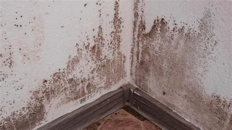 What You Need to Know Before Basement Mold Remediation: Dangers, Treatments, and Costs