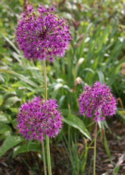 Allium Planting Instructions | Allium Care and Maintenance | Step By Step Guide