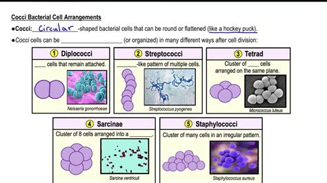 Types of Bacterial Cell Morphology | Channels for Pearson+