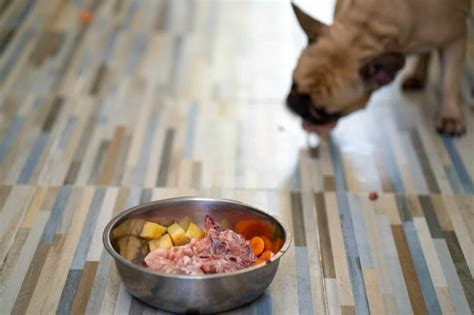 Can Dogs Eat Raw Chicken? Is it Safe and Healthy? | Superb Dog