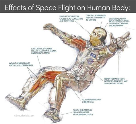 Technical illustration, Beau and Alan Daniels. - Effects Of Space On ...