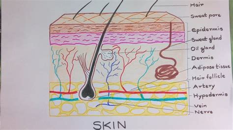 Science Homework, Skin Drawing, Human Body Anatomy, Sense Of Touch, Study Motivation, Aesthetic ...