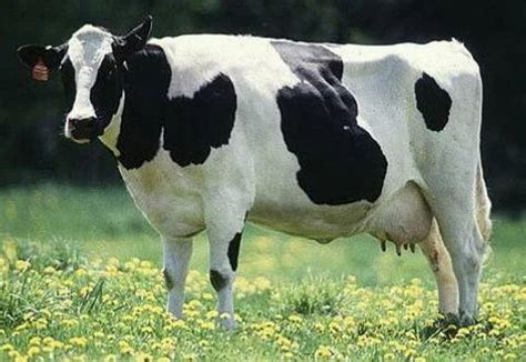 Cow and Buffalo - Hybrid Cow Manufacturer from Nagpur