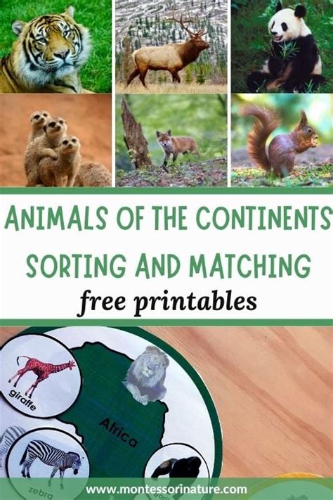 Free Printable - Animals of the Continents Sorting and Matching - Montessori Nature Printables