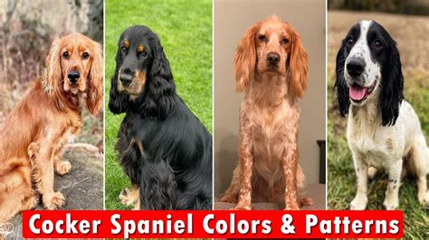 Cocker Spaniel Colors