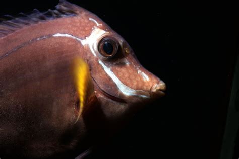 5 Common Oscar Fish Diseases and Illnesses - Avid Aquarist