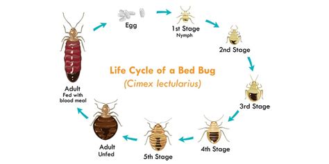 The Life Cycle of Bed Bugs - Allergy & Air