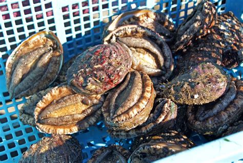 3 types of Japanese abalone species at risk of extinction: int'l org.