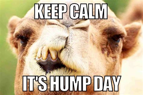 Camel Hump Day Images