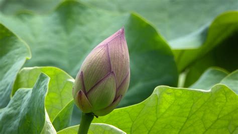 Lotus Bud | A perfect new lotus bud pointing to the sky from… | Flickr