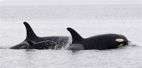 Feds spot third baby orca born recently to imperiled pods - The Columbian